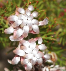 Serruria gremialis