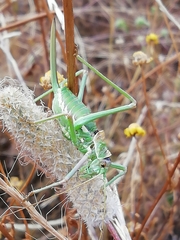 Steropleurus pseudolus