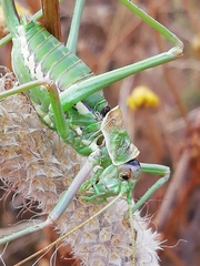 Steropleurus pseudolus