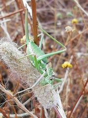 Steropleurus pseudolus