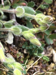 Cerastium nigrescens