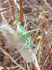 Steropleurus pseudolus