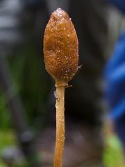Galeropsis polytrichoides