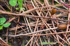 Galeropsis polytrichoides
