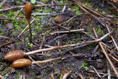 Galeropsis polytrichoides