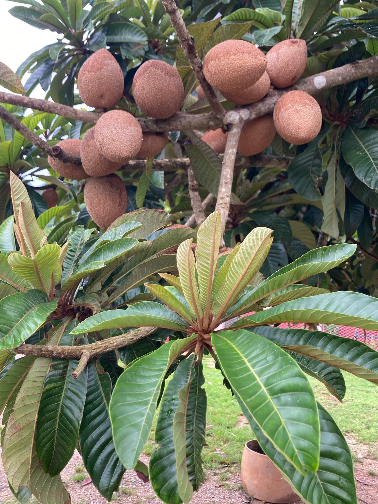 Image of Pouteria sapota by (c) Günter Pisch, some rights reserved (CC BY)