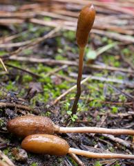 Galeropsis polytrichoides