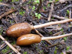 Galeropsis polytrichoides