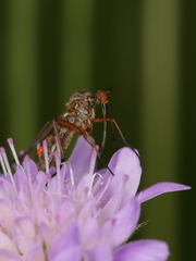 Empis variegata