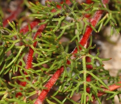 Serruria gremialis