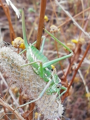 Steropleurus pseudolus