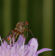 Empis variegata