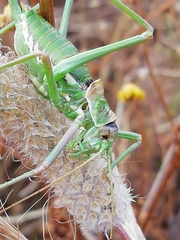 Steropleurus pseudolus