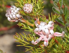 Serruria gremialis