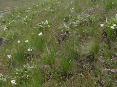Calochortus eurycarpus