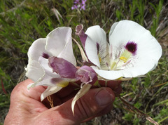 Calochortus eurycarpus