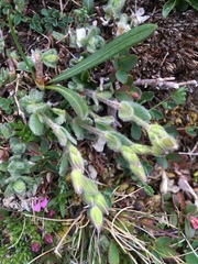 Cerastium nigrescens