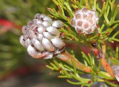 Serruria gremialis