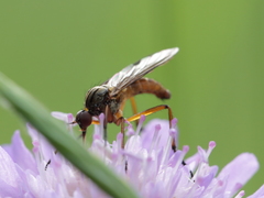 Empis variegata