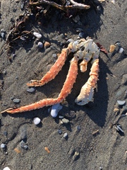 Paralithodes camtschaticus