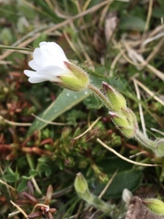 Cerastium nigrescens