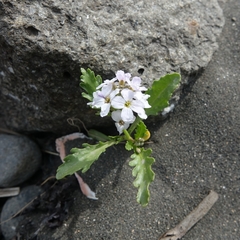 Cakile arctica