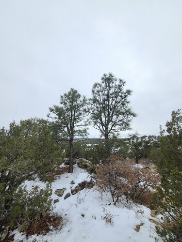 Rocky Mountains Ponderosa Pine
