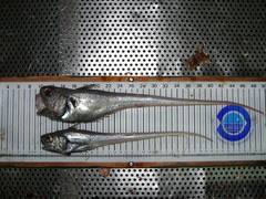 Malacocephalus laevis