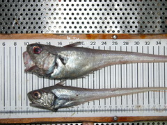 Malacocephalus laevis