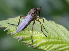 Empis livida