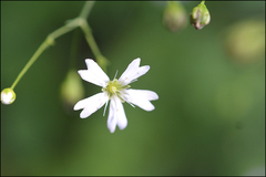 Silene seoulensis