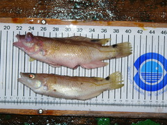 Acantholabrus palloni