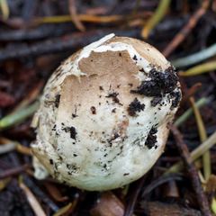 Handkea fumosa