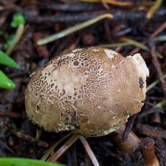 Handkea fumosa