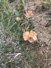 Tripterocalyx micranthus