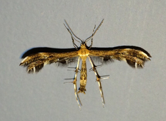 Dejongia lobidactylus