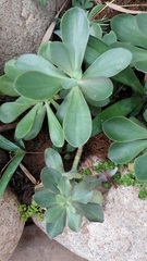 Echeveria nayaritensis