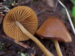 Conocybe semiglobata