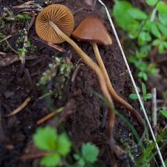 Conocybe semiglobata
