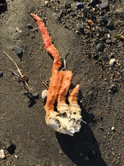Paralithodes camtschaticus