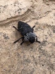 Capnodis tenebrionis