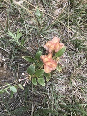 Tripterocalyx micranthus