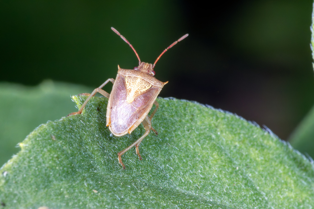 Rice Stink Bug from Northeast Carrollton, Carrollton, TX, USA on August ...