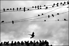 Columba livia domestica