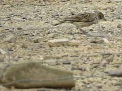 Galerida magnirostris