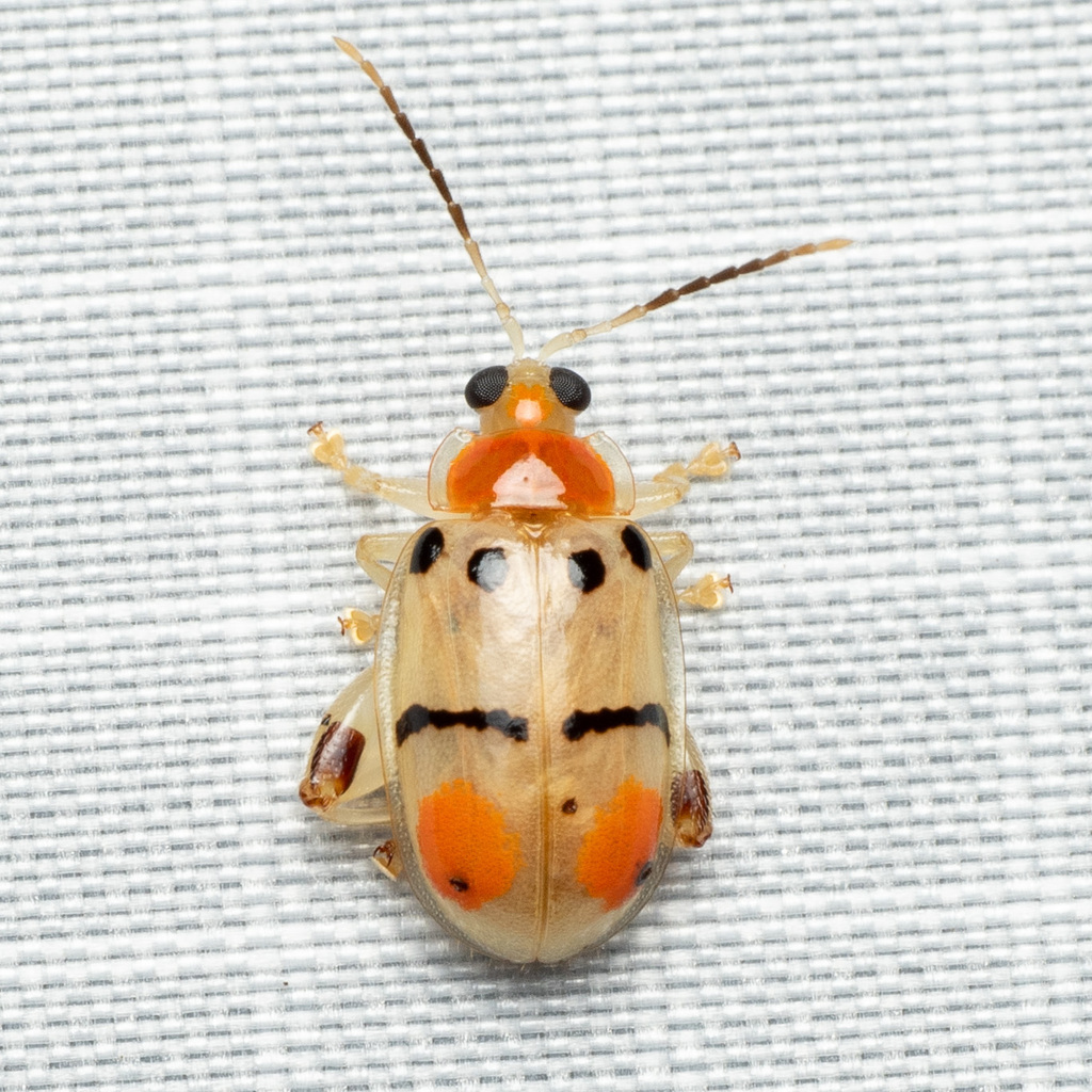 Walterianella humeralis