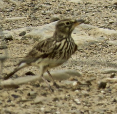 Galerida magnirostris