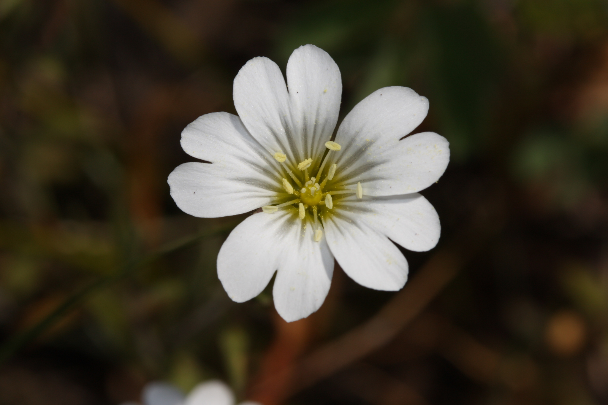 Cerastium arvense ssp. strictum