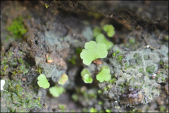 Aleuritopteris argentea