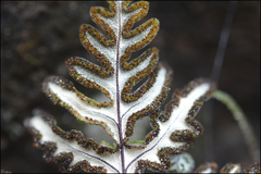 Aleuritopteris argentea